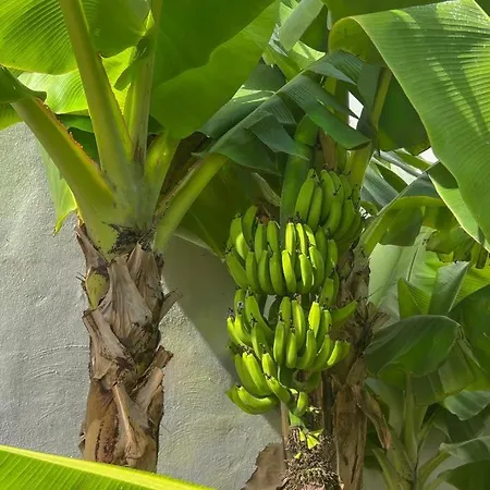 Malibu Blue Costa Adeje