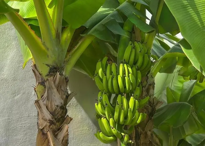 Malibu Blue Costa Adeje (Tenerife)